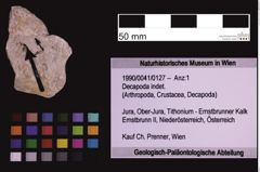 Foto (Objekt + Etiketten) von Decapoda indet. (NHMW-GEO-1990-0041-0127)